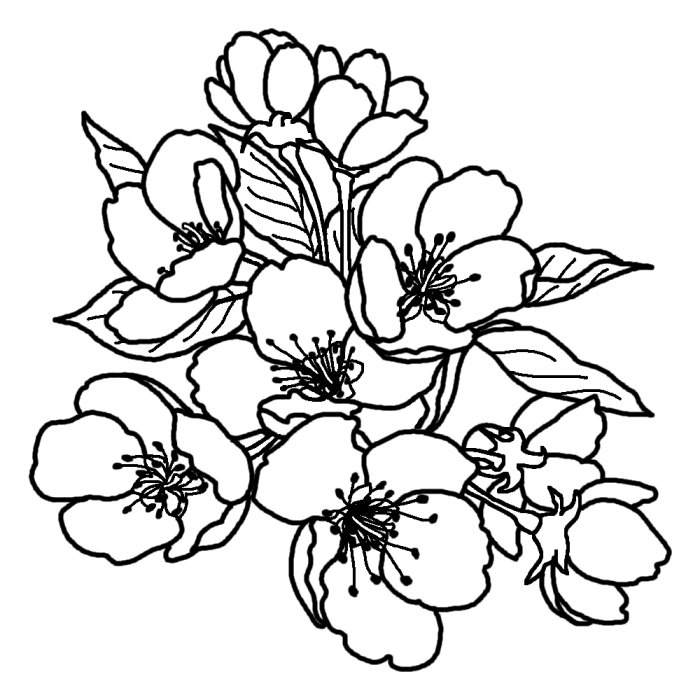 二十世紀梨の花 白黒 鳥取県の花 都道府県の木 花 鳥イラスト素材